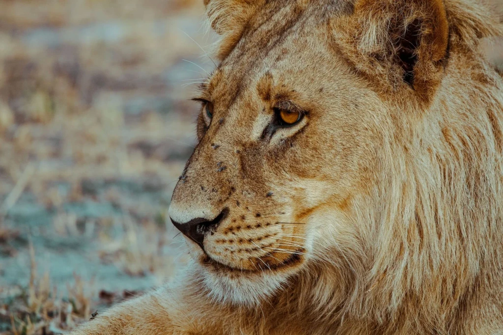Portrait of Majesty, from Big Cats on the Edge