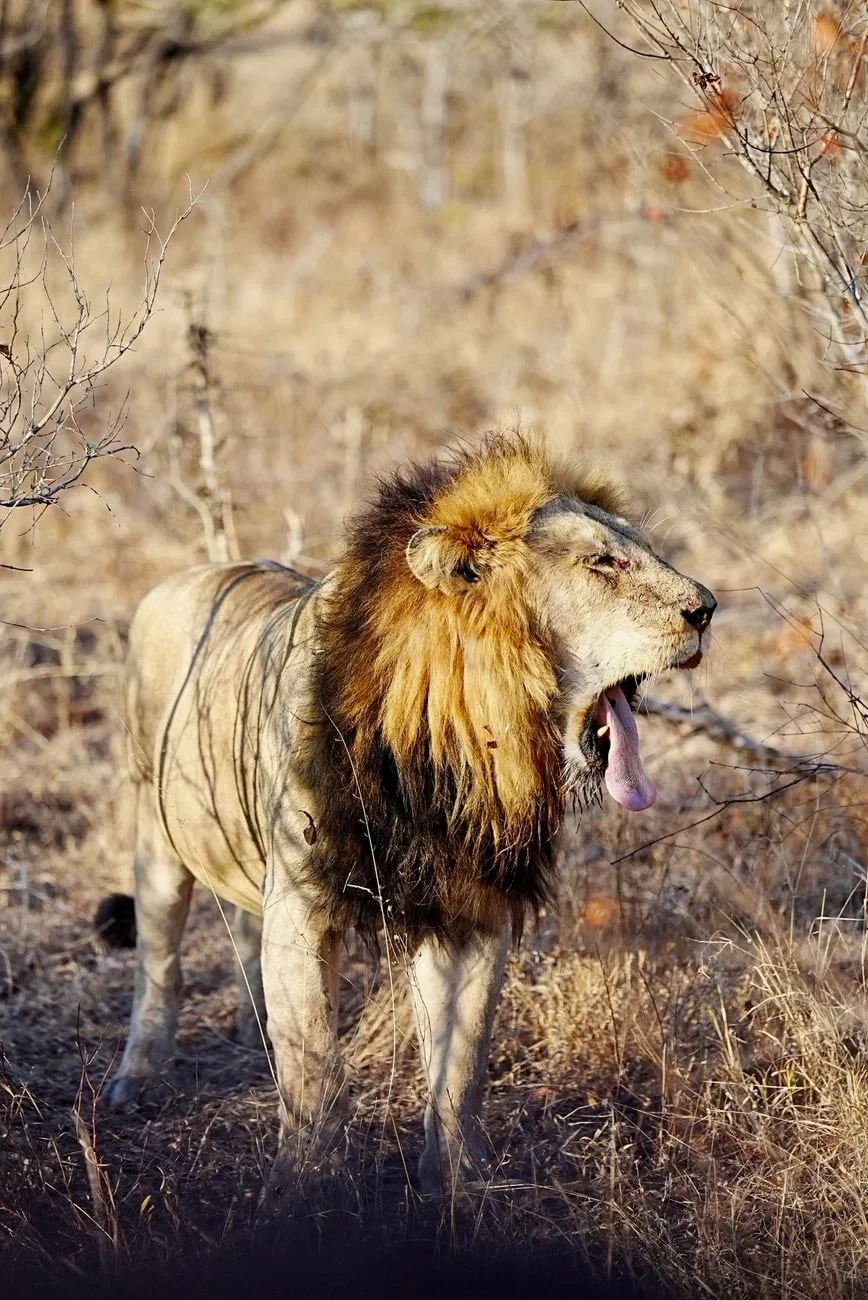Raw Power, from Big Cats on the Edge