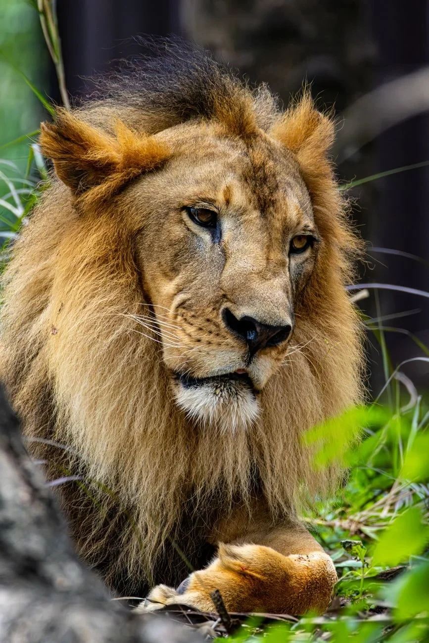 Power at Rest, from Big Cats