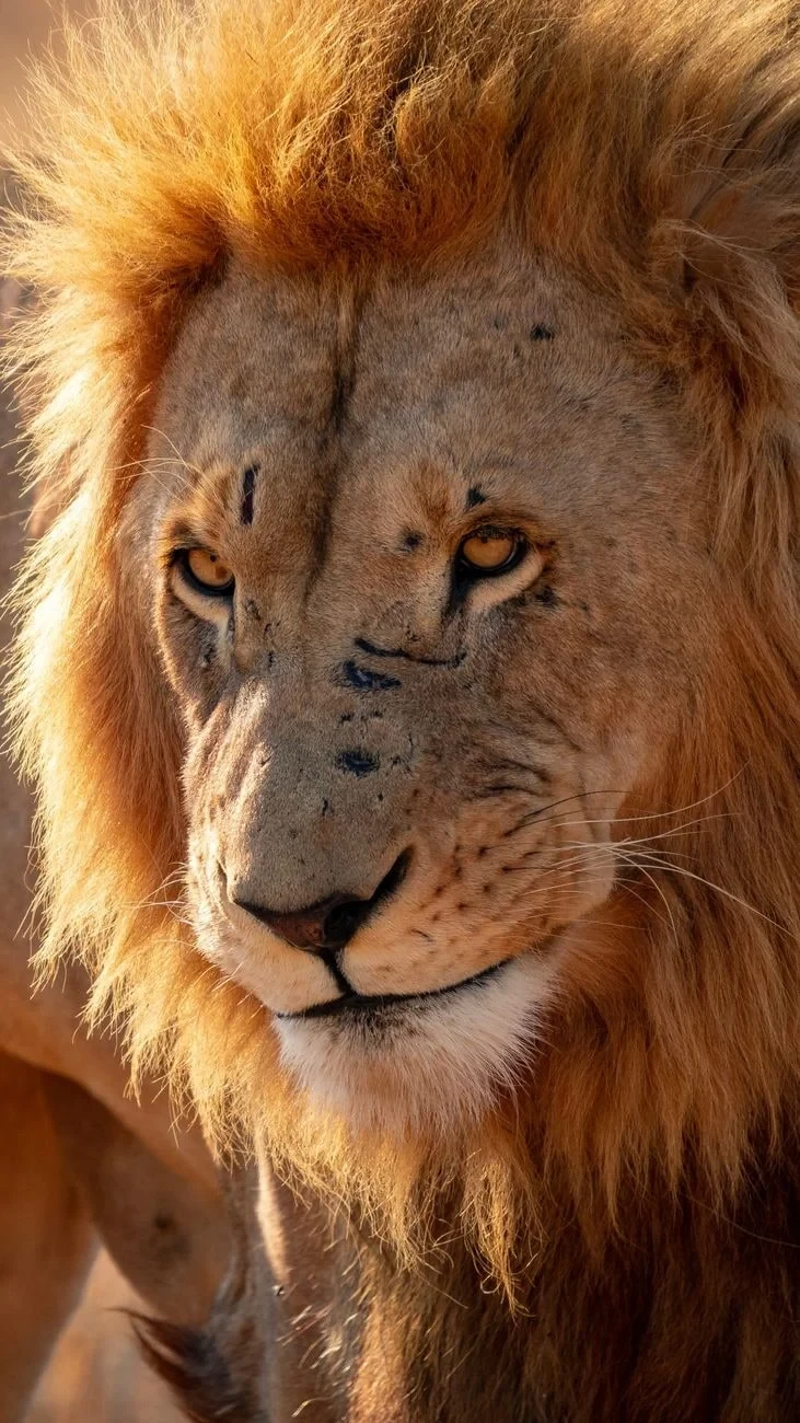 Close Encounter, from Big Cats
