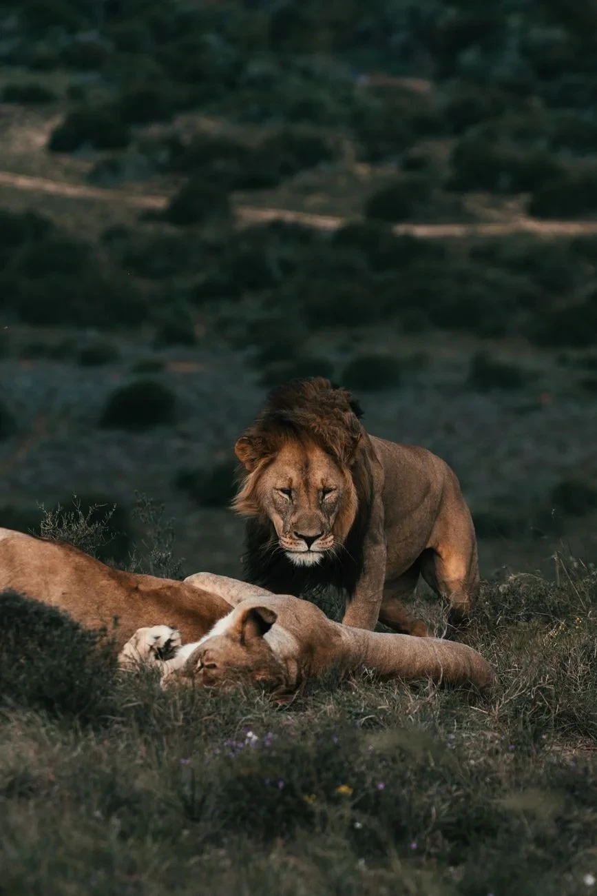 Lions at Rest, from Big Cats