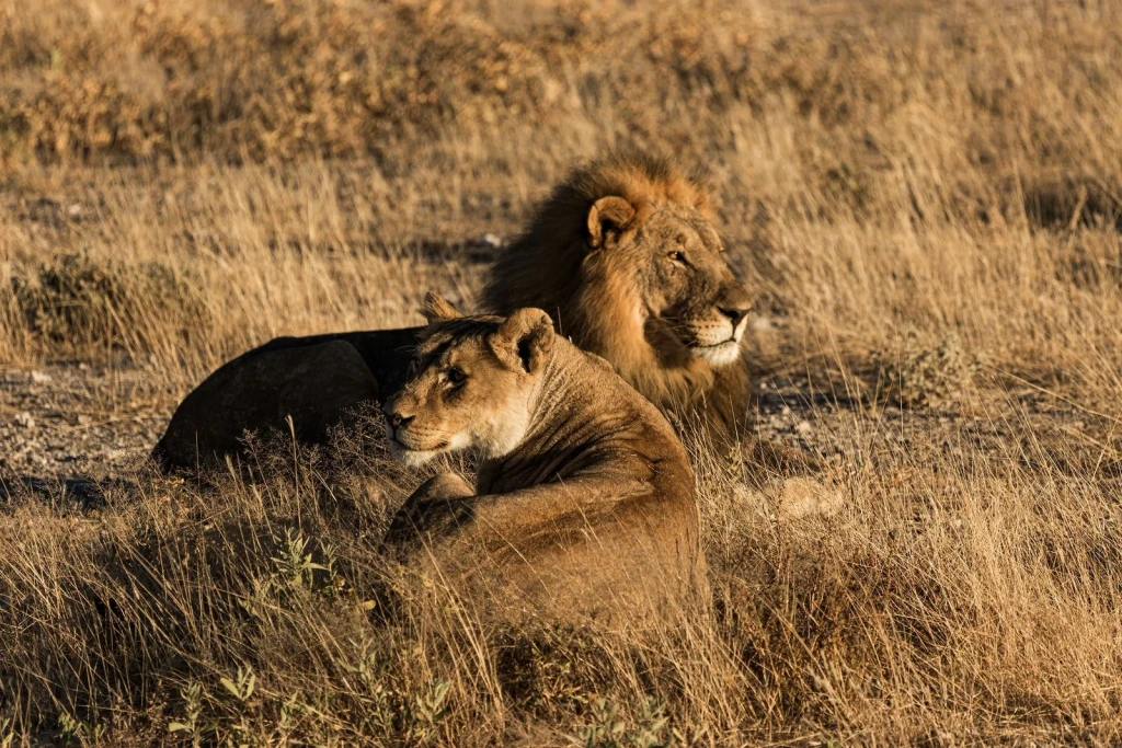 Pair at Rest, from Big Cats