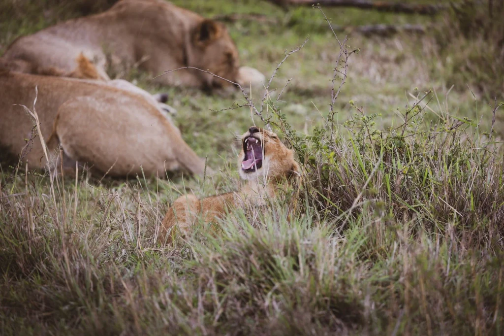 Pride in Repose, from Big Cats