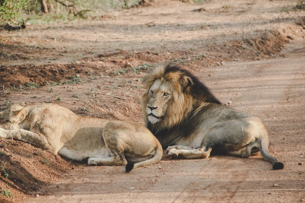 Safari Rest, from Big Cats