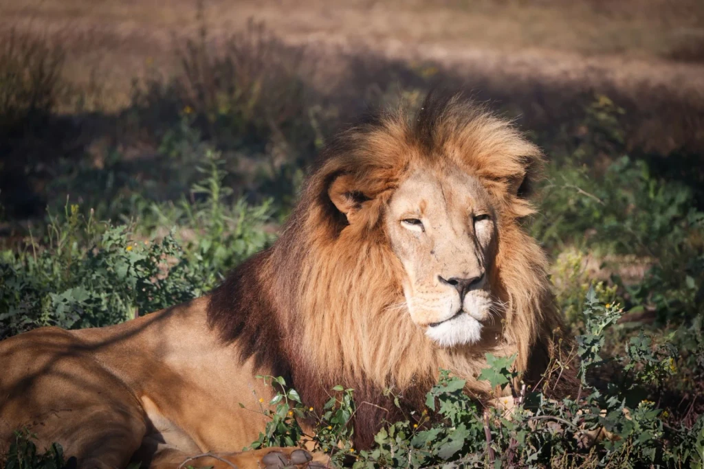 The Regal Mane, from Big Cats