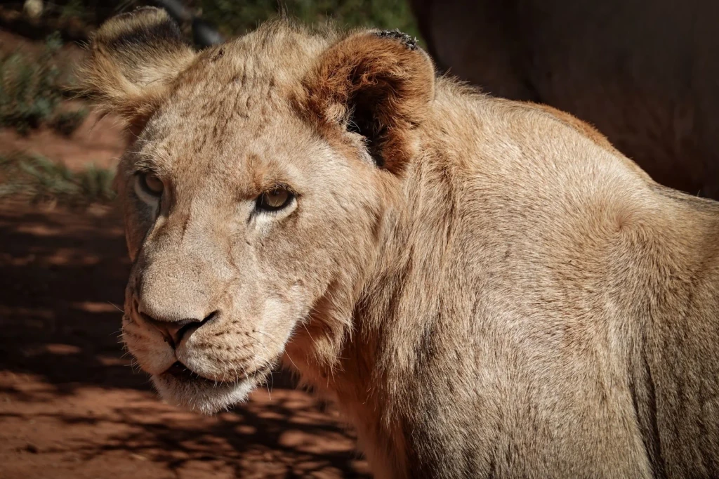 Portrait of Power, from Big Cats