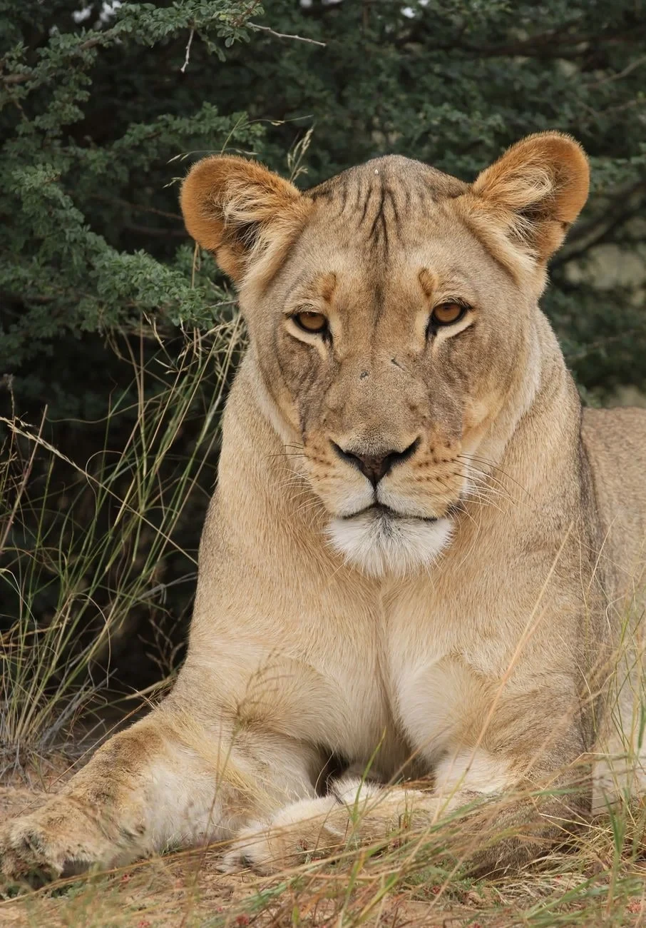 Rest in the Grass, from Big Cats