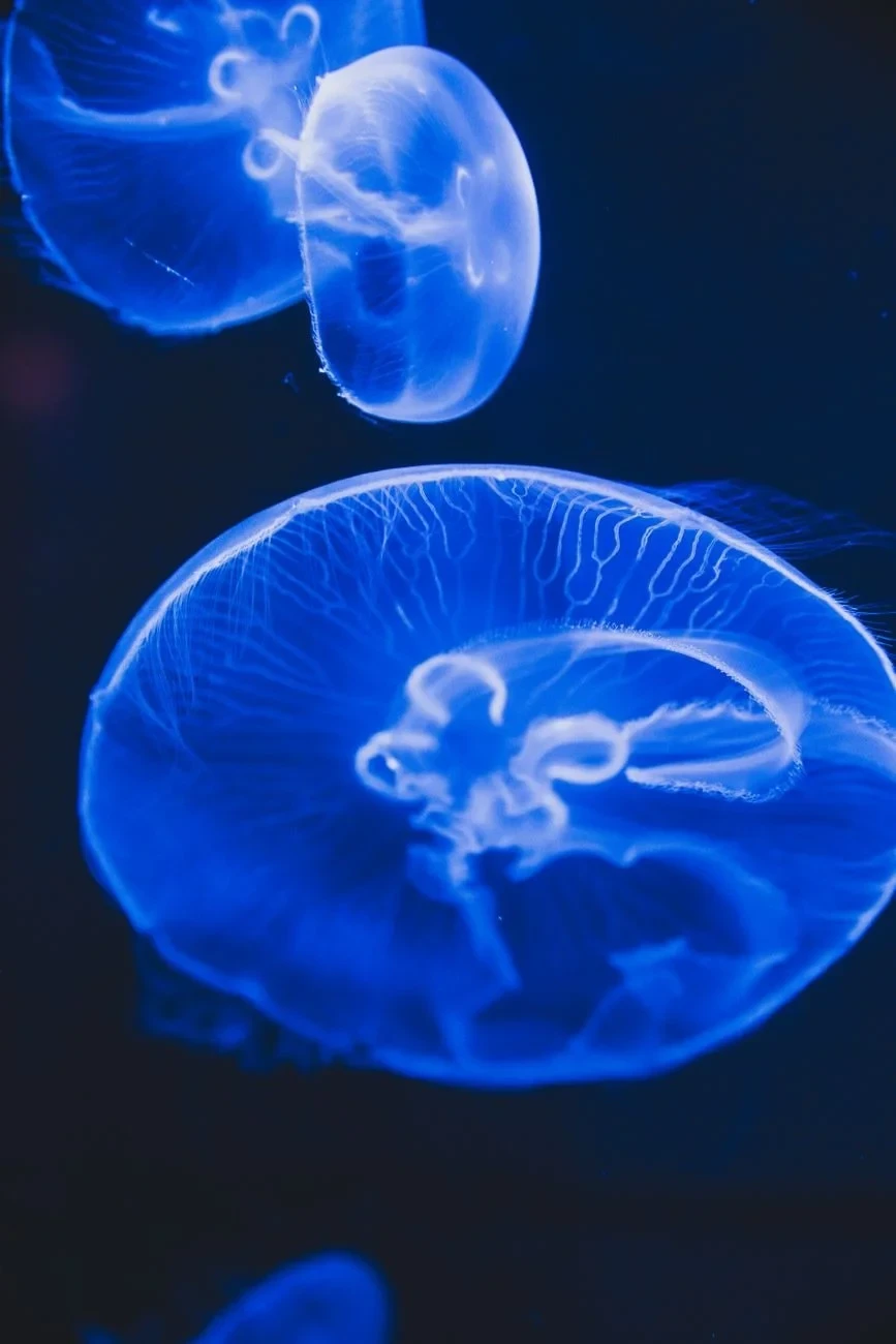 Swimming Jellies, from Bioluminescence: The Living Things That Glow