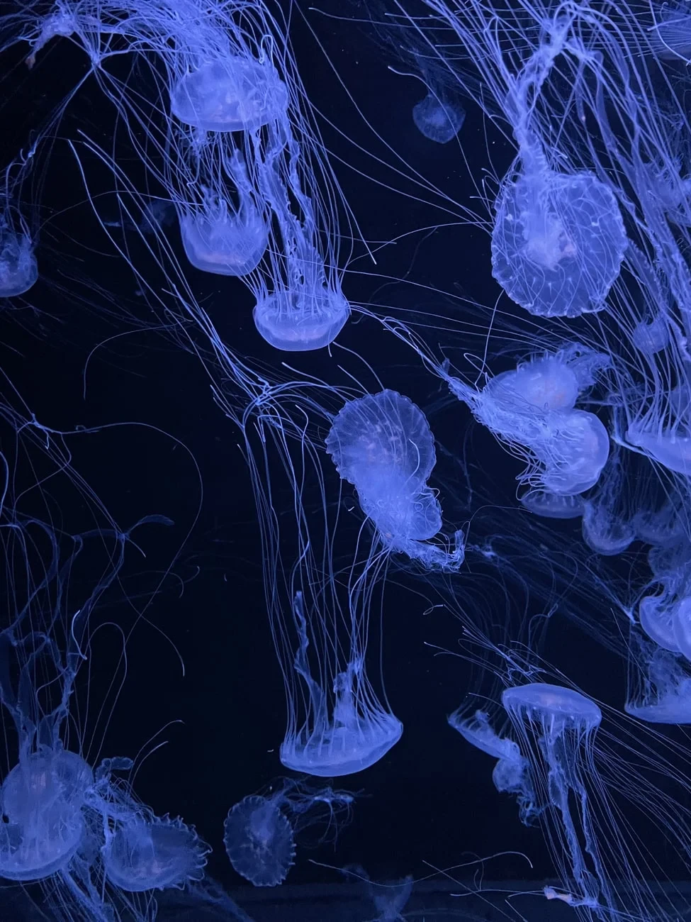 Jellyfish in Motion, from Bioluminescence: The Living Things That Glow