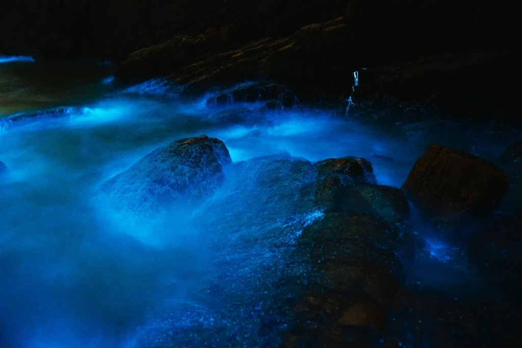 Illuminated Shore, from Bioluminescence: The Living Things That Glow