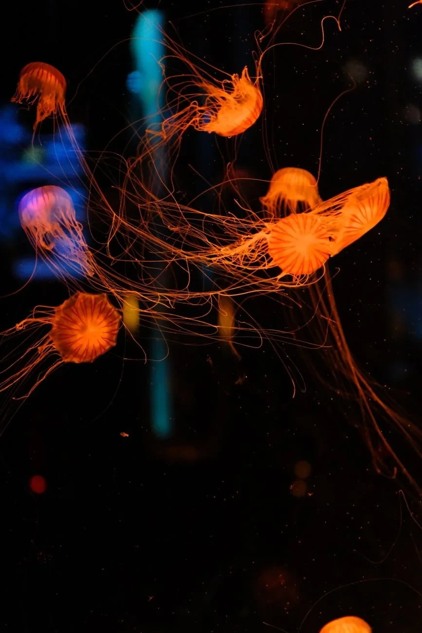 Orange Luminescence, from Bioluminescence: The Living Things That Glow