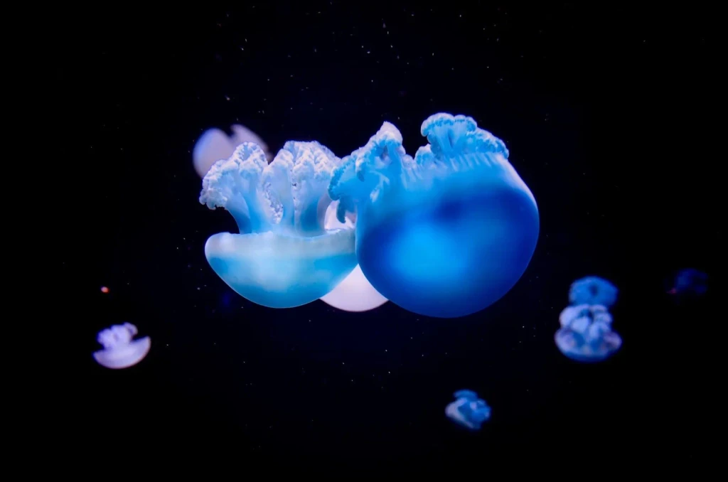 Jellyfish Detail, from Bioluminescence: The Living Things That Glow