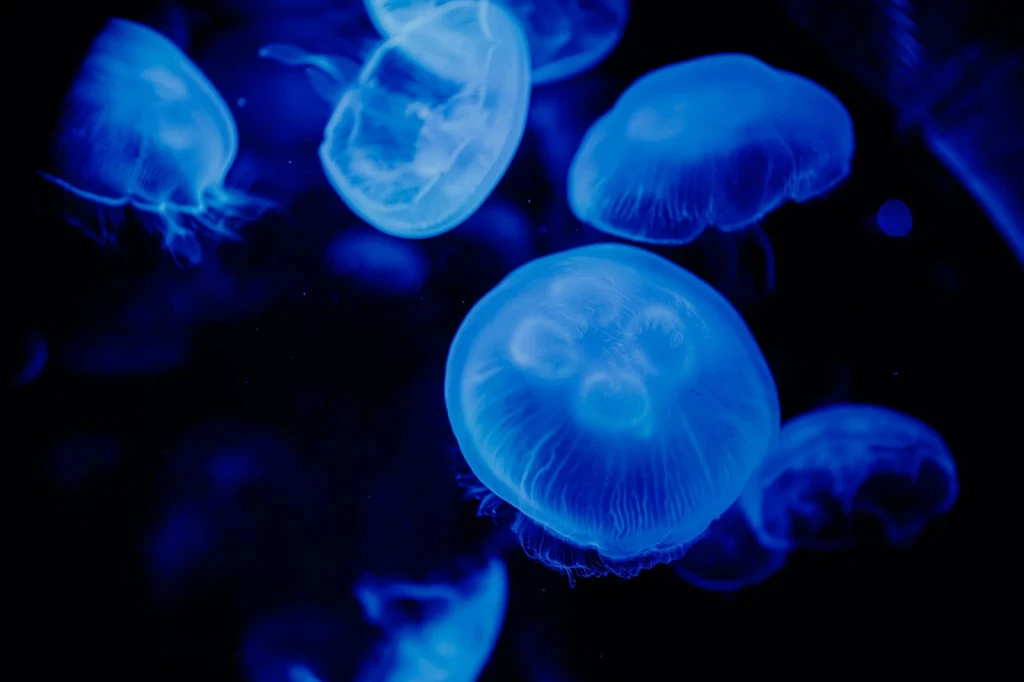 Jellyfish Collection, from Bioluminescence: The Living Things That Glow