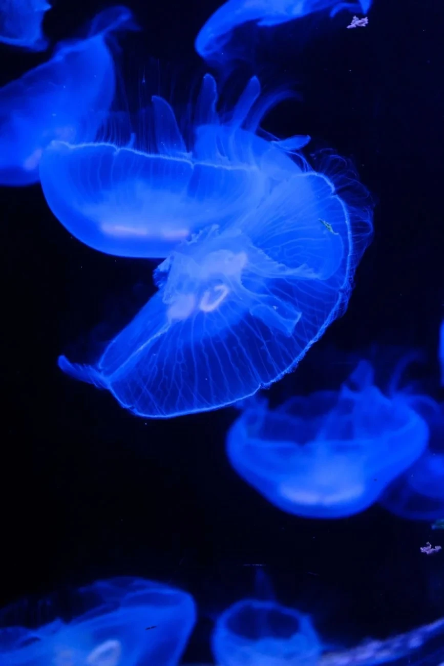 Blue Jellyfish Close-up, from Bioluminescence: The Living Things That Glow