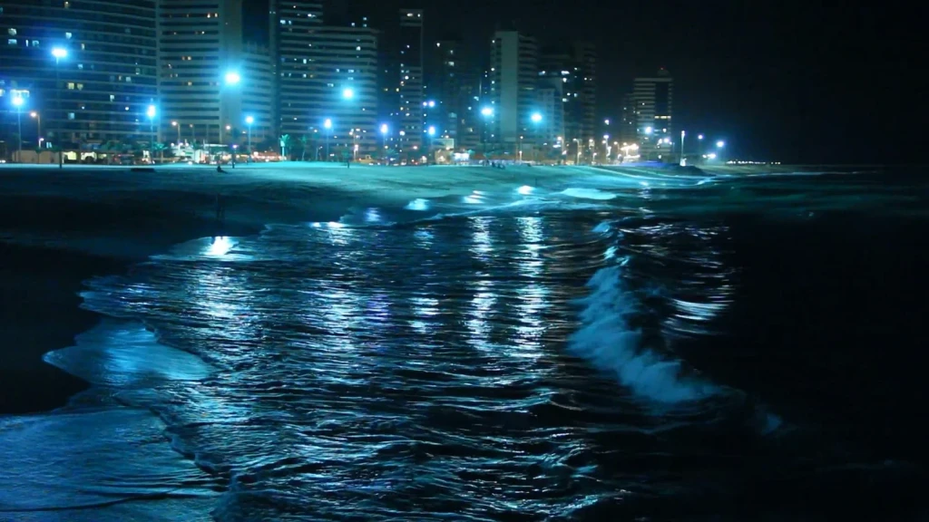 City Lights Reflected, from Bioluminescence: The Living Things That Glow