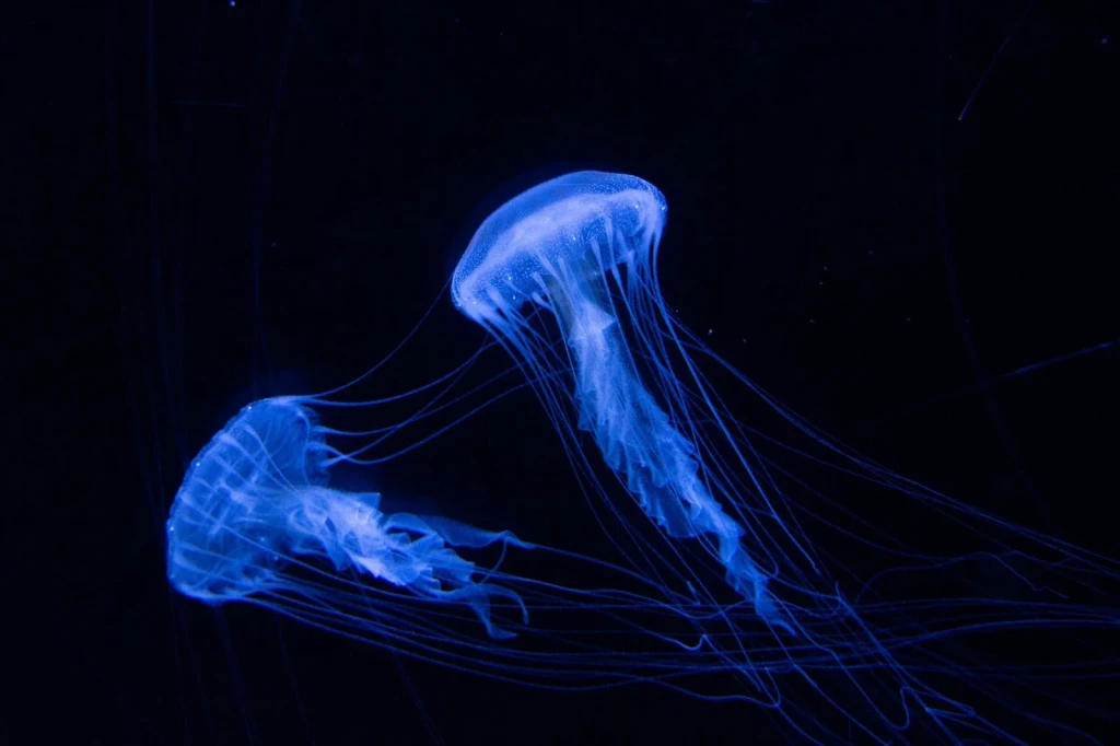 Glowing Tentacles, from Bioluminescence: The Living Things That Glow