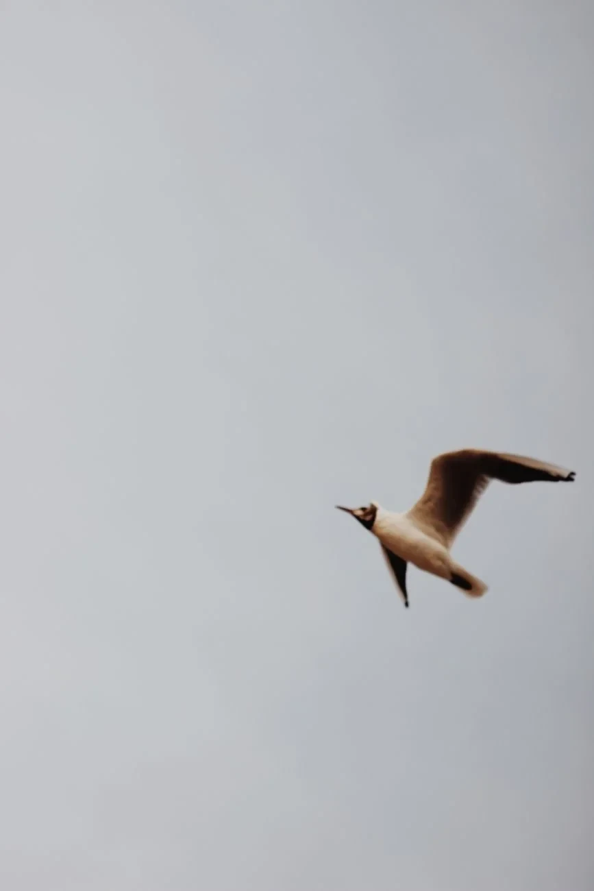 Seagull Ascending, from Birds Are Dinosaurs