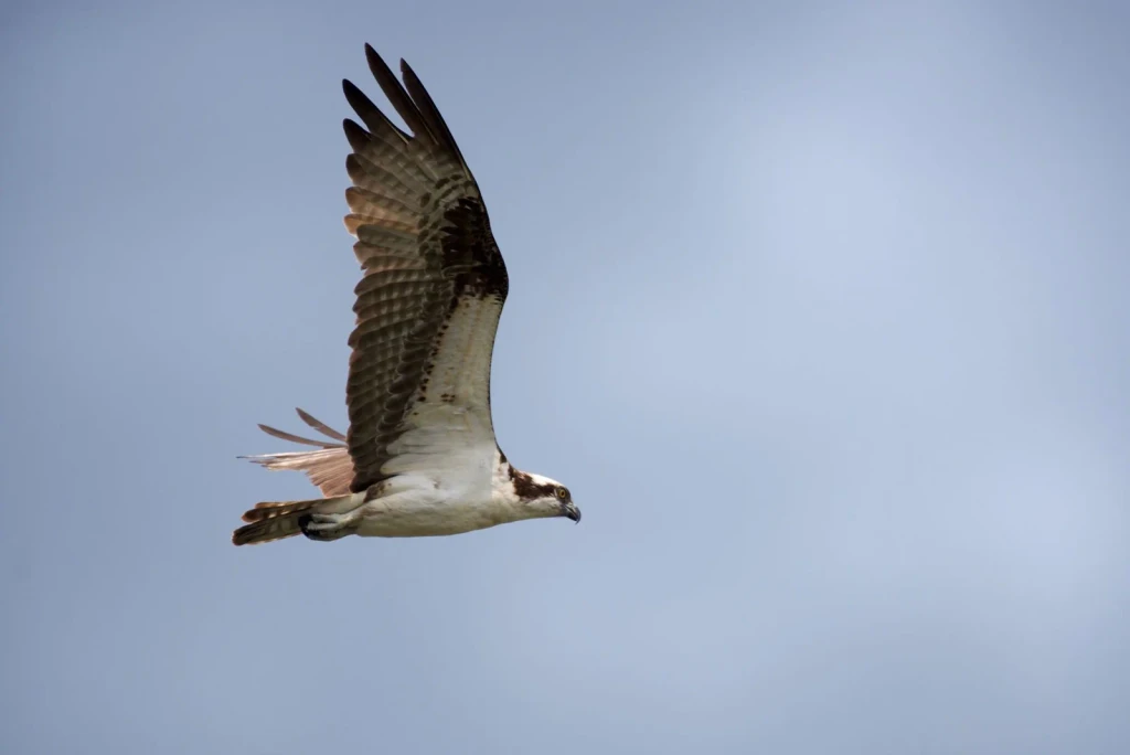 Osprey Ascending, from Birds Are Dinosaurs