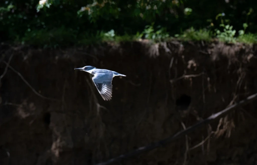 Grey Heron Over River, from Birds Are Dinosaurs