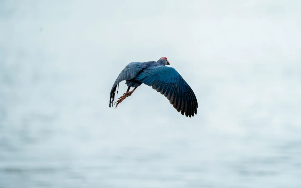 Purple Swamphen, from Birds Are Dinosaurs