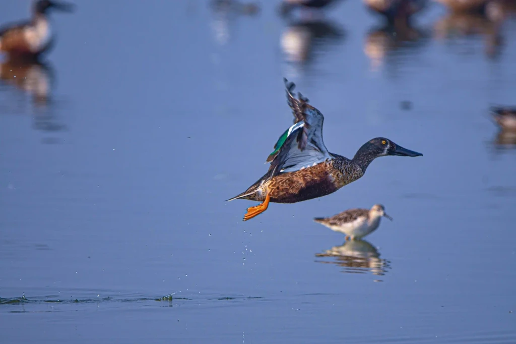 Northern Shoveler in Flight, from Birds Are Dinosaurs