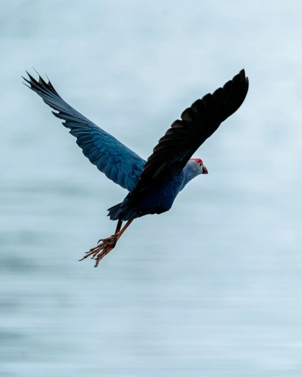 Purple Swamphen in Flight, from Birds Are Dinosaurs