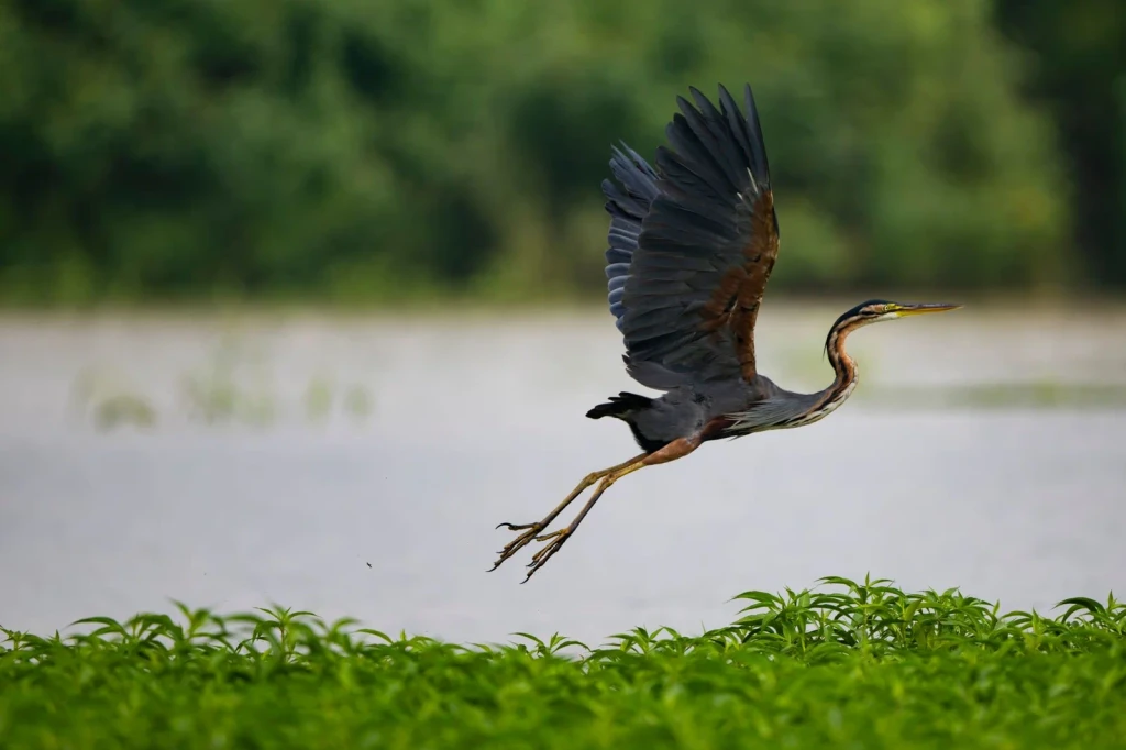 Heron Over Wetlands, from Birds Are Dinosaurs