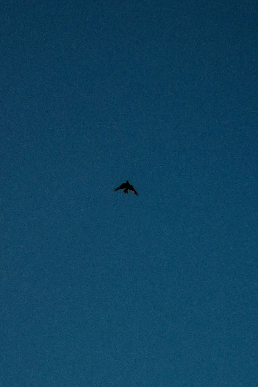 Flight and Freedom, from Birds Are Dinosaurs
