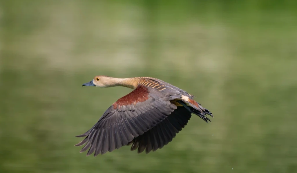 Whistling Duck at Water, from Birds Are Dinosaurs