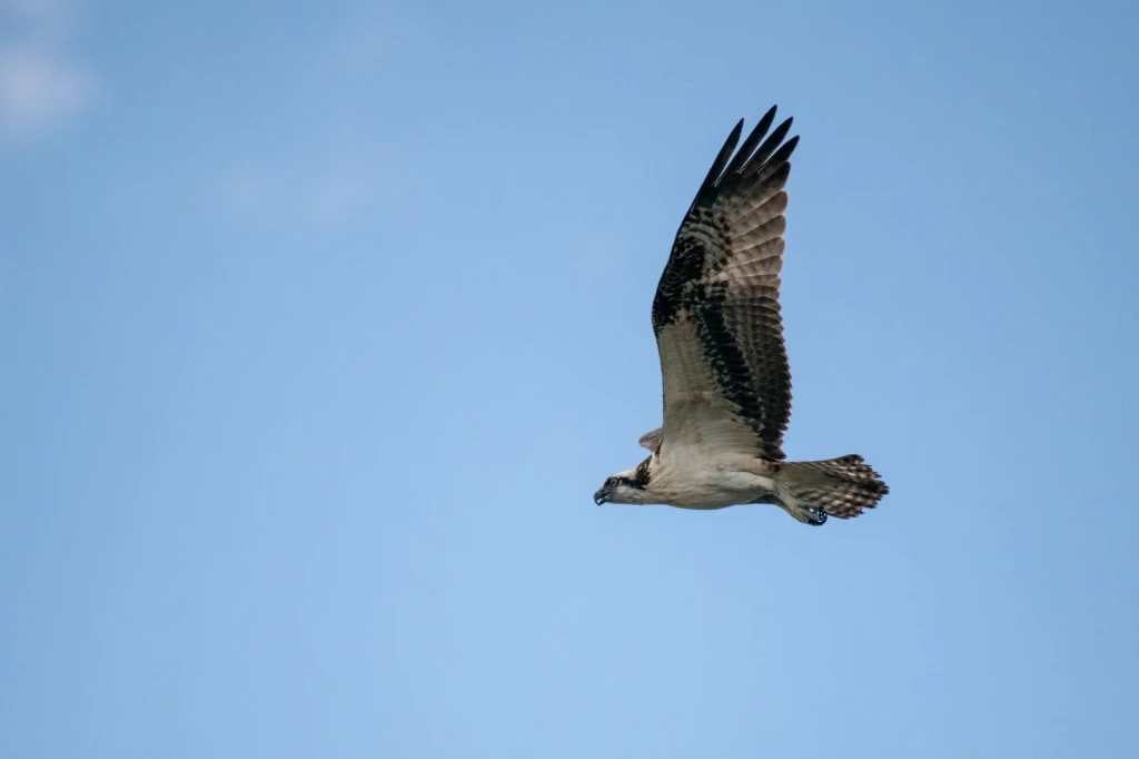 Osprey in Flight, from Birds Are Dinosaurs