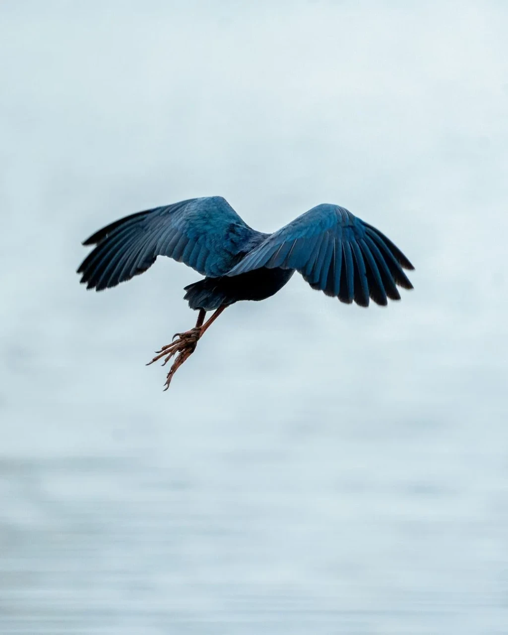 Blue Heron at Water, from Birds