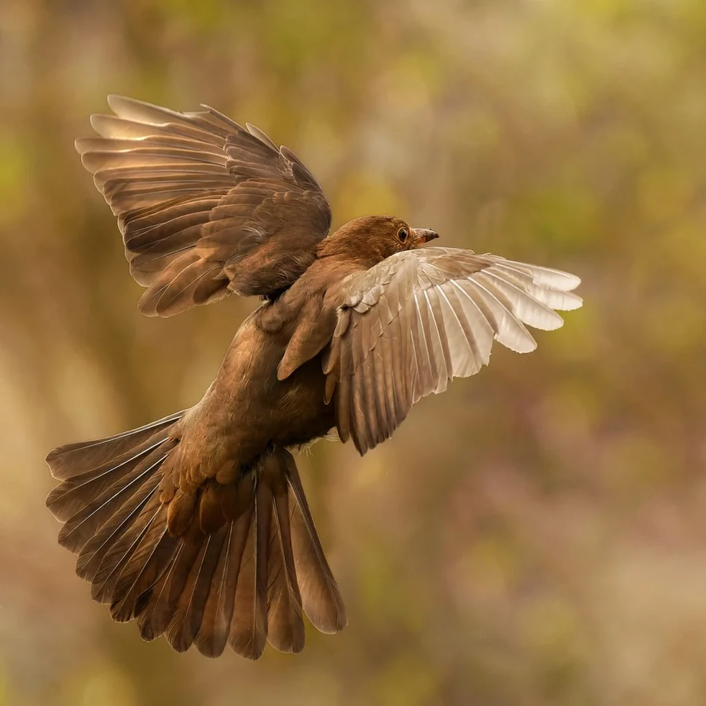 Wings in Motion, from Birds