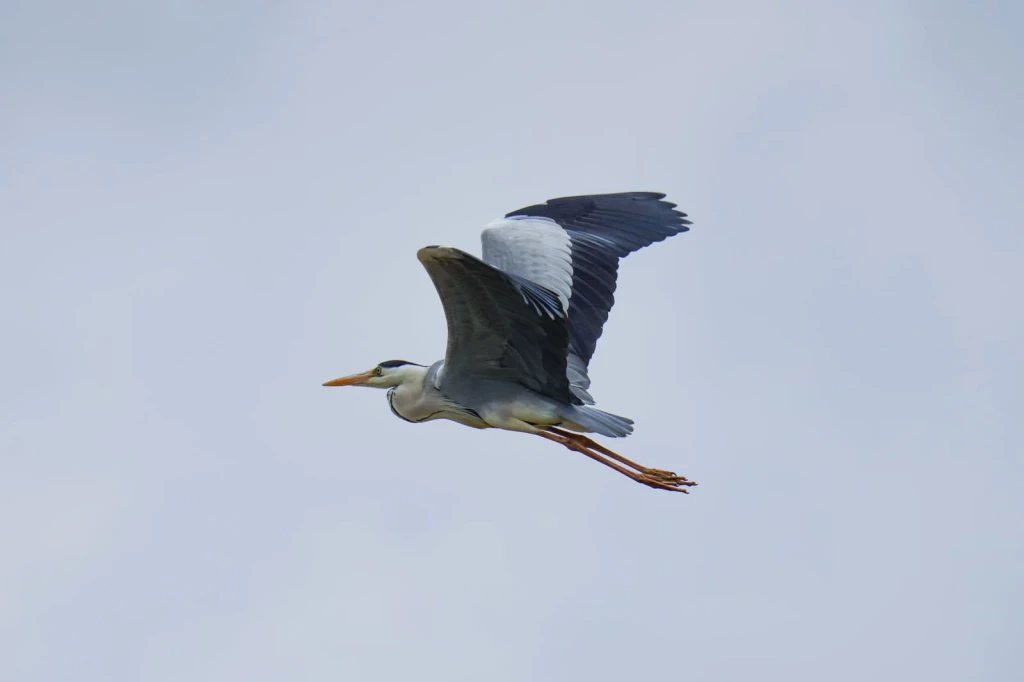 Grey Heron Close Study, from Birds