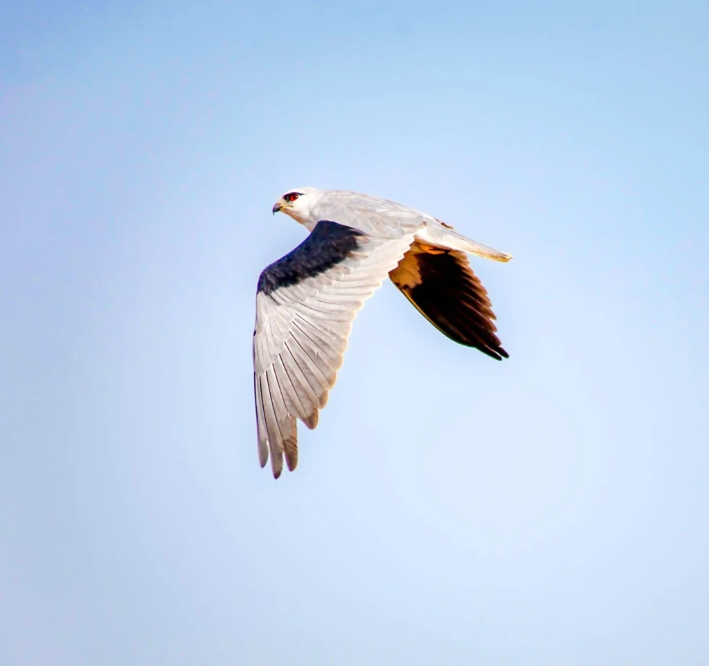 Black-winged Kite, from Birds