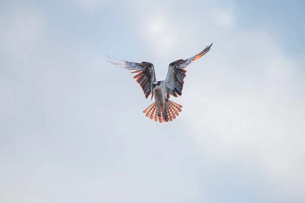 Osprey in Motion, from Birds