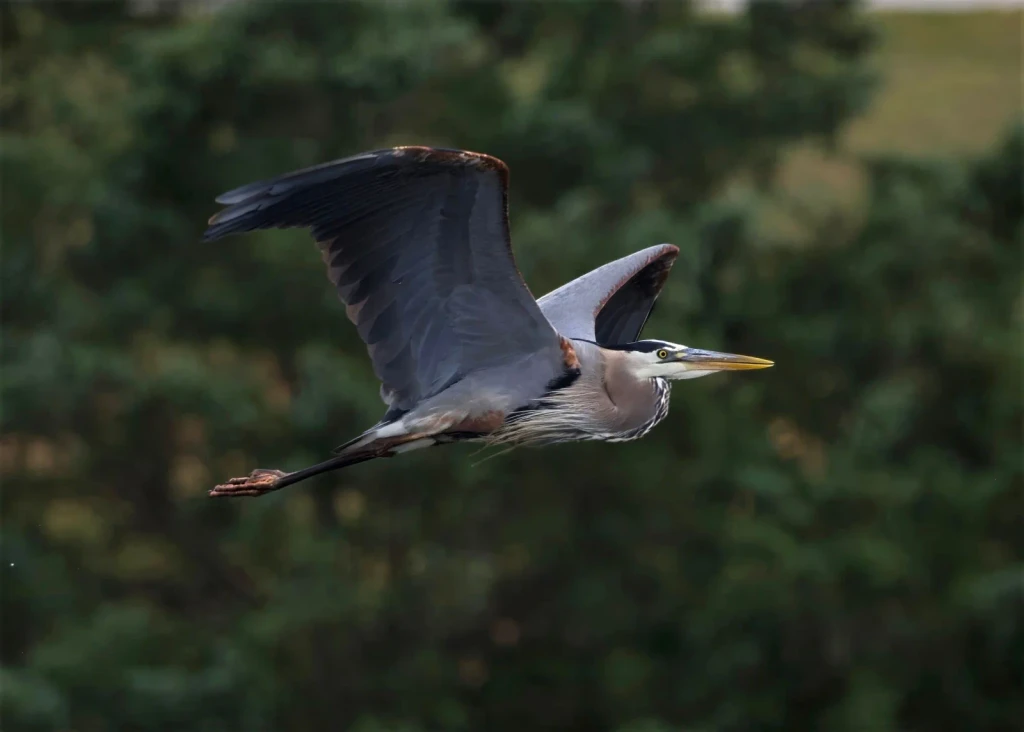 Great Blue Heron Soaring, from Birds