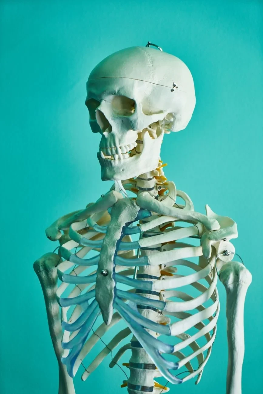 Scientific Study, from Bones: The Framework You Never See Working