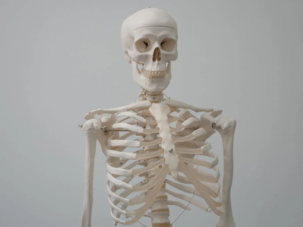 Close Study, from Bones: The Framework You Never See Working