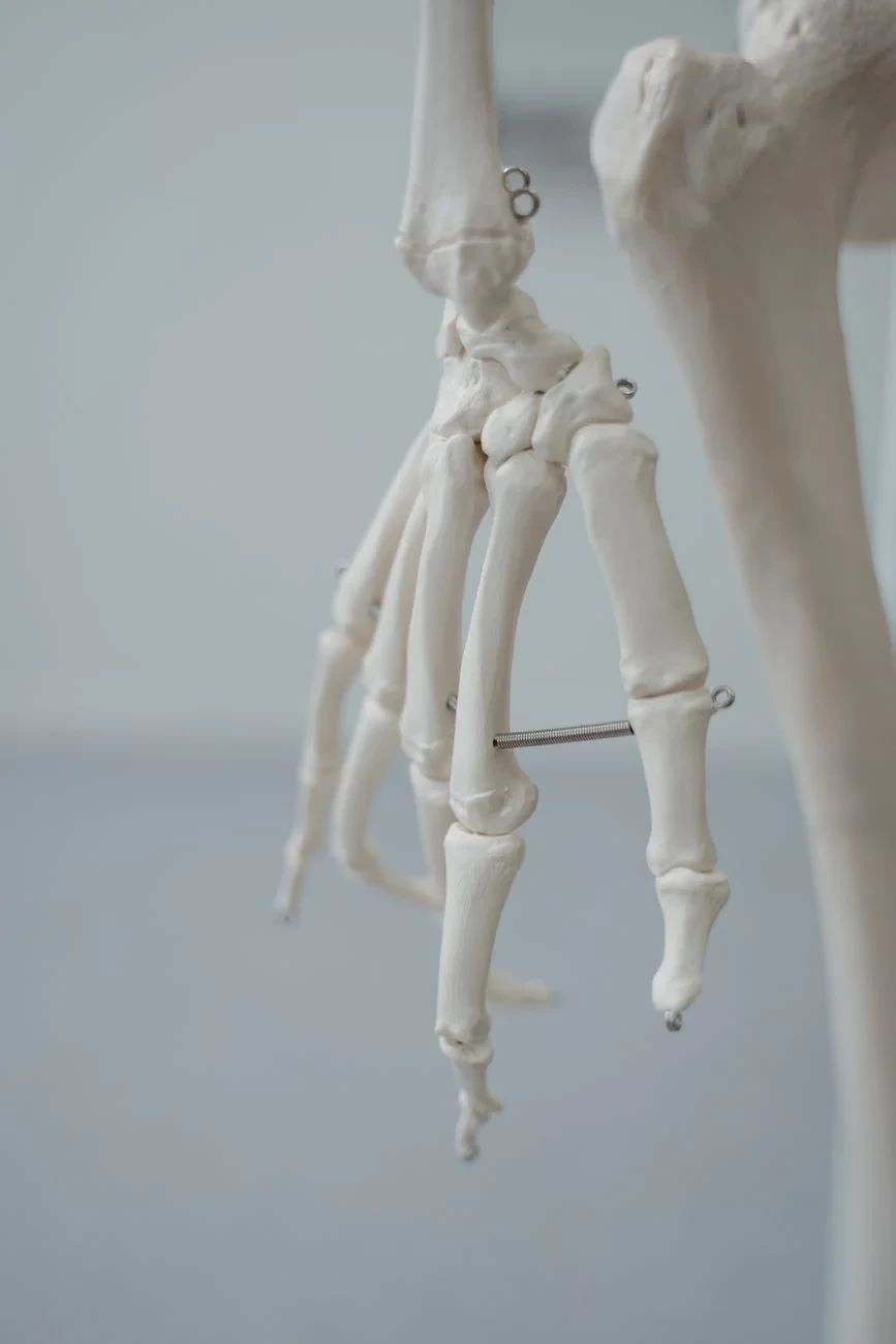 The Hand's Geometry, from Bones: The Framework You Never See Working