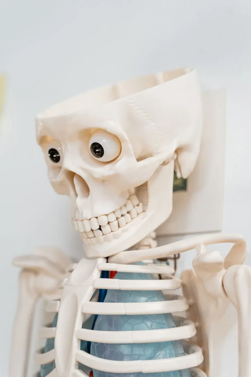 Internal Architecture, from Bones: The Framework You Never See Working