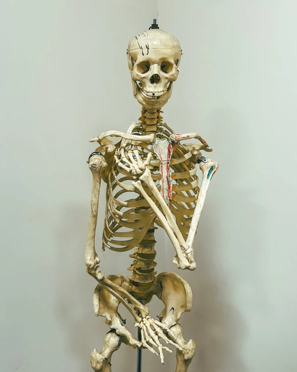 Teaching Tool, from Bones: The Framework You Never See Working