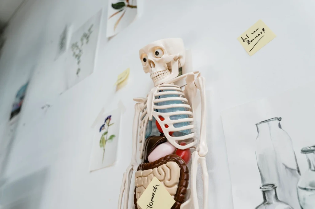 Classroom Display, from Bones: The Framework You Never See Working