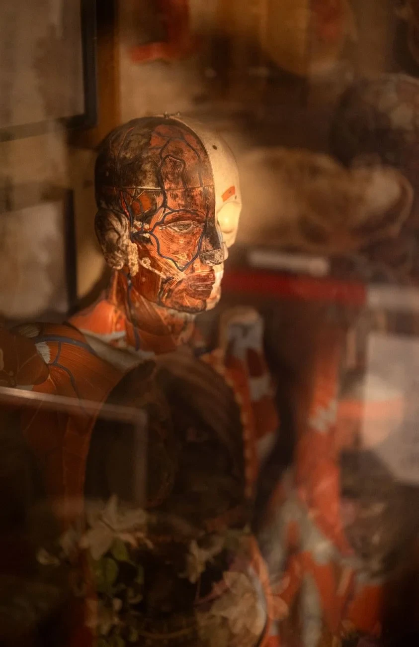 Vintage Anatomy, from Bones: The Framework You Never See Working