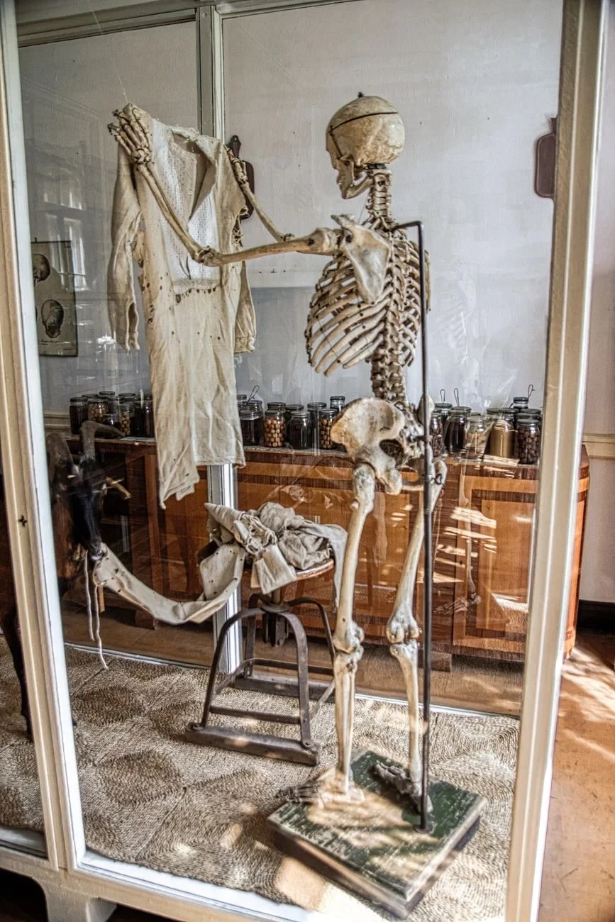 Museum Display, from Bones: The Framework You Never See Working