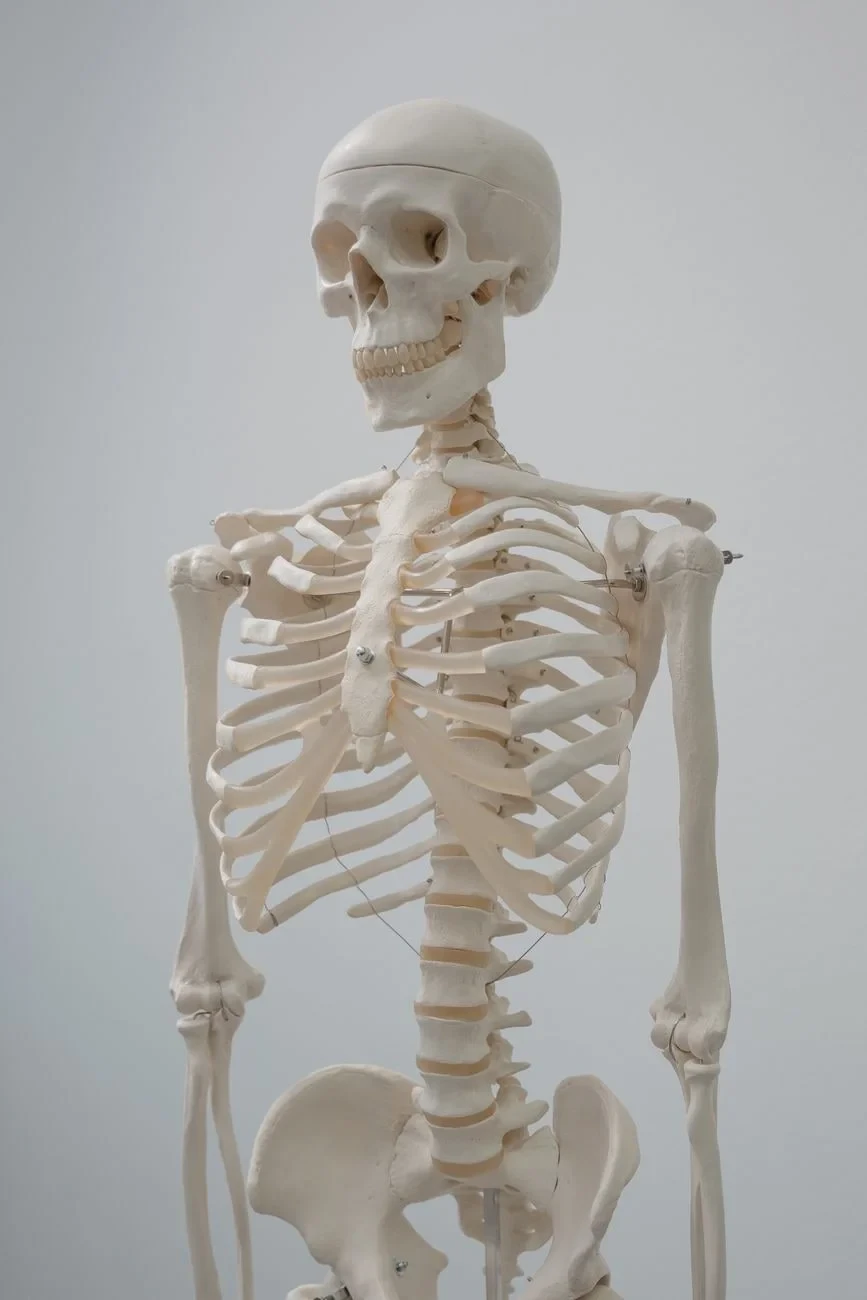 Scientific Model, from Bones: The Framework You Never See Working
