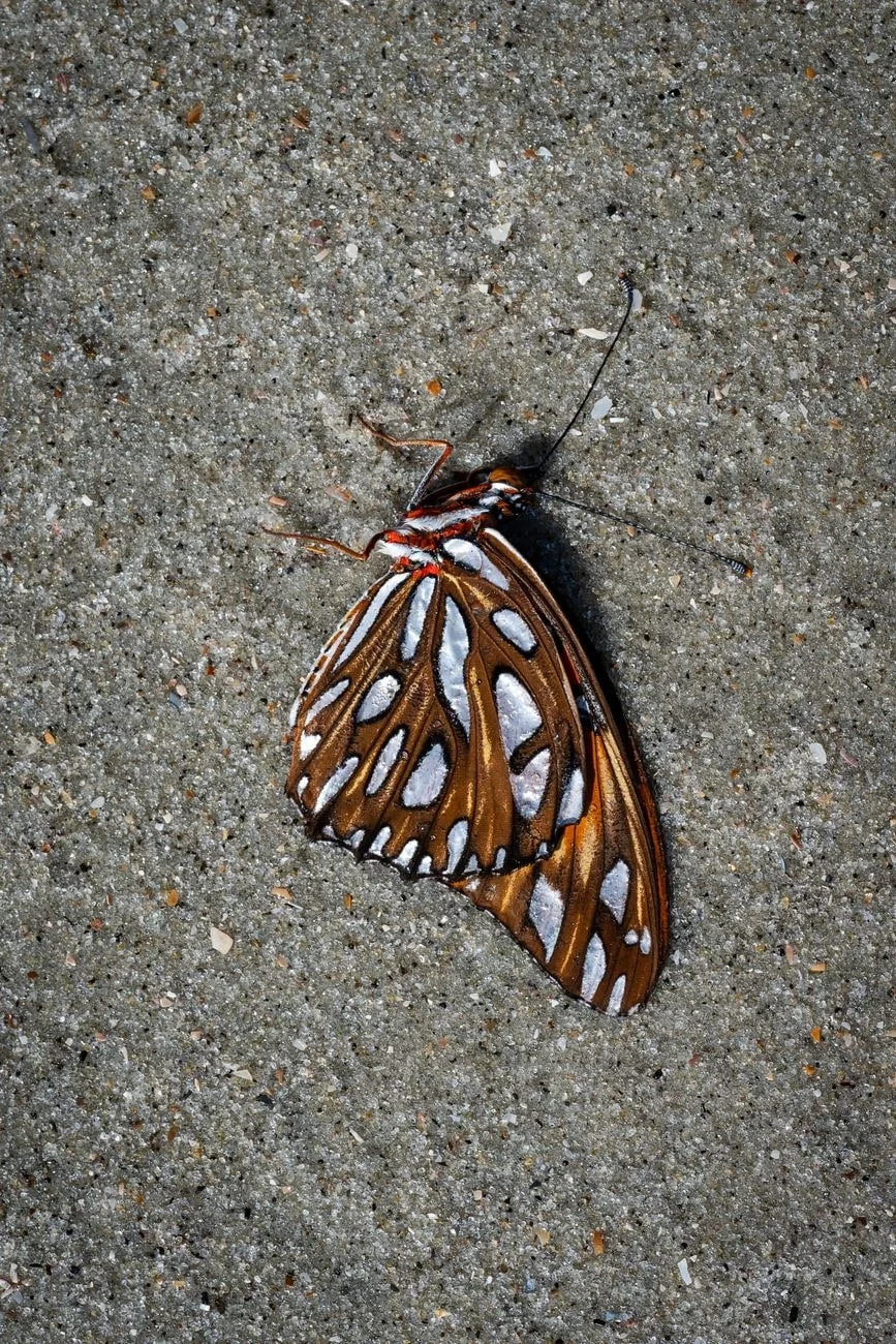 Unexpected Surfaces, from Butterflies: The Geometry of Metamorphosis