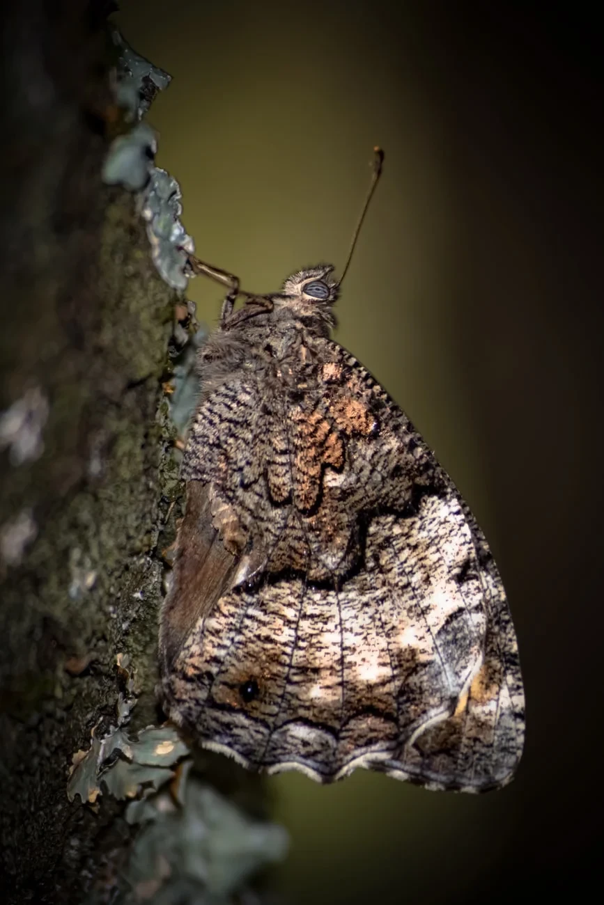 Camouflage and Concealment, from Butterflies: The Geometry of Metamorphosis