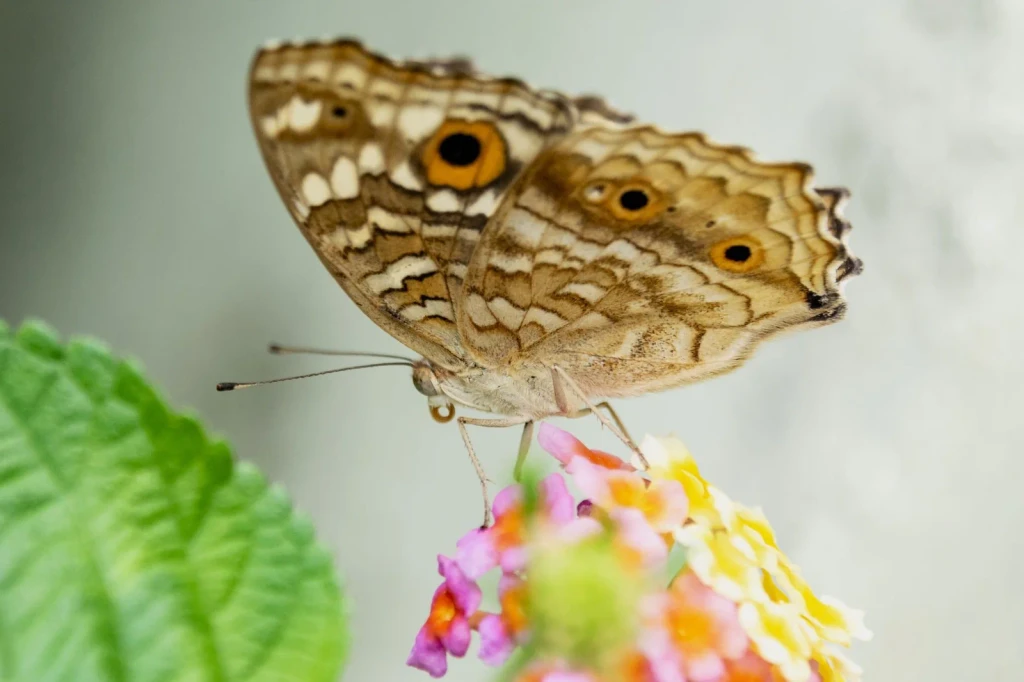 On Bloom, from Butterflies: The Geometry of Metamorphosis