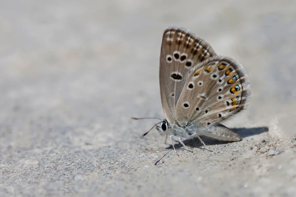 Brown Study, from Butterflies: The Geometry of Metamorphosis