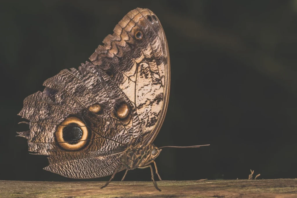 Ocular Geometry, from Butterflies: The Geometry of Metamorphosis
